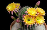 40 Seeds Per Pack -  Echinopsis cacti