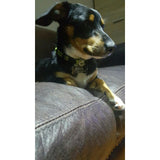 Customized Metal Dog Tags with FREE Name Engrave By Yvyoo