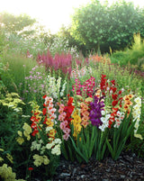 100 Seeds Per Pack - Gladiolus Flower
