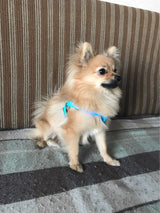 Safety Glowing Pet Harness With LED