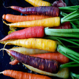 500 Seeds Per Pack Carrot Seeds - 9 Colors Available
