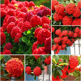 20 Seeds Per Pack Hydrangea Flower Seeds - 5 Colors Available