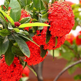 20 Seeds Per Pack Hydrangea Flower Seeds - 5 Colors Available