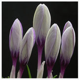 20 Seeds Per Pack - Saffron Crocus Seeds