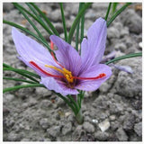20 Seeds Per Pack - Saffron Crocus Seeds