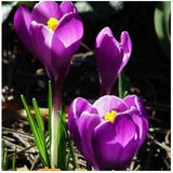 20 Seeds Per Pack - Saffron Crocus Seeds